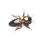 Rainha Virgem Pintada